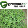 Bulk pure stevia extract rebaudioside A